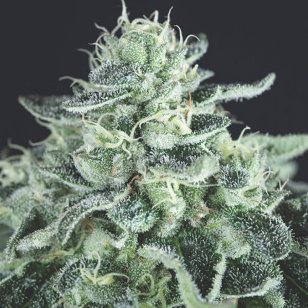Gelato feminizada de Pyramid Seeds