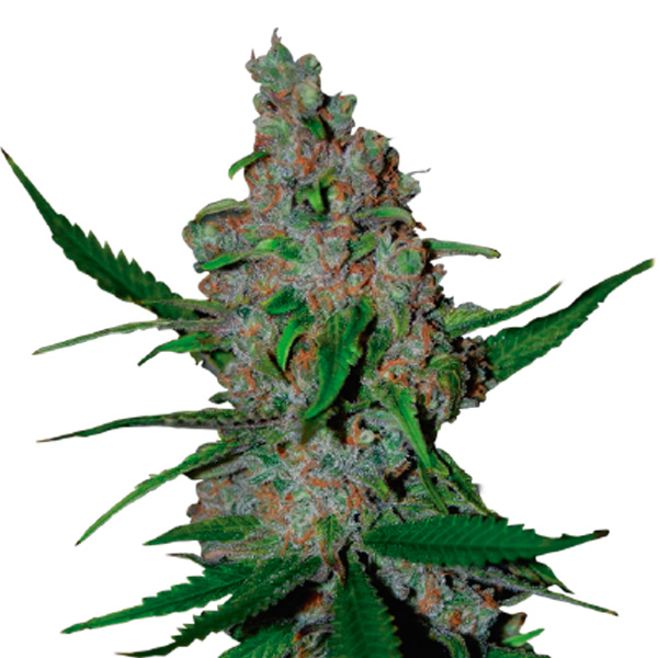 Gelato 41 Fast feminizada de Seedstockers