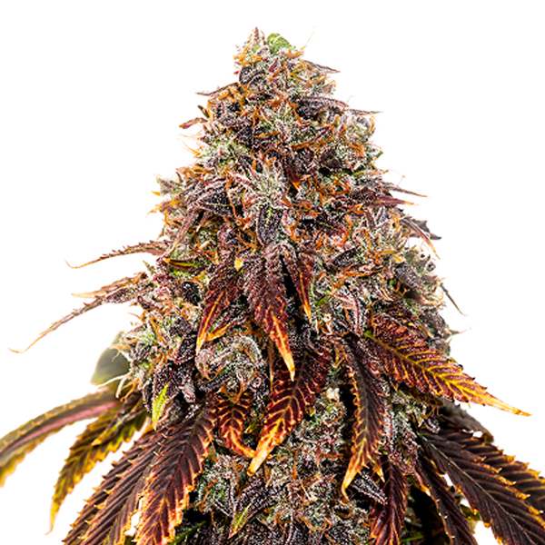Gelato 41 feminizada de Seedstockers