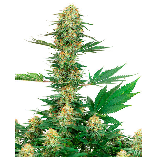 Gelato # feminizada de White Label