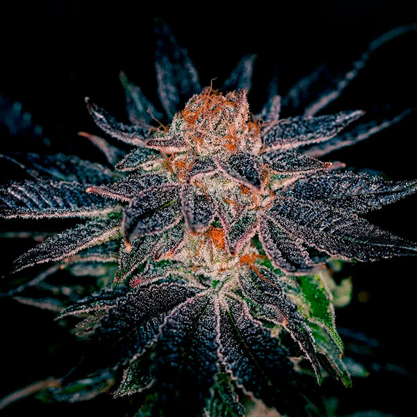 Gelato #47 feminizada de Positronics Seeds
