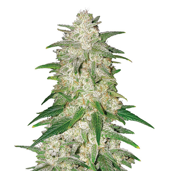 Gelato feminizada de Nirvana