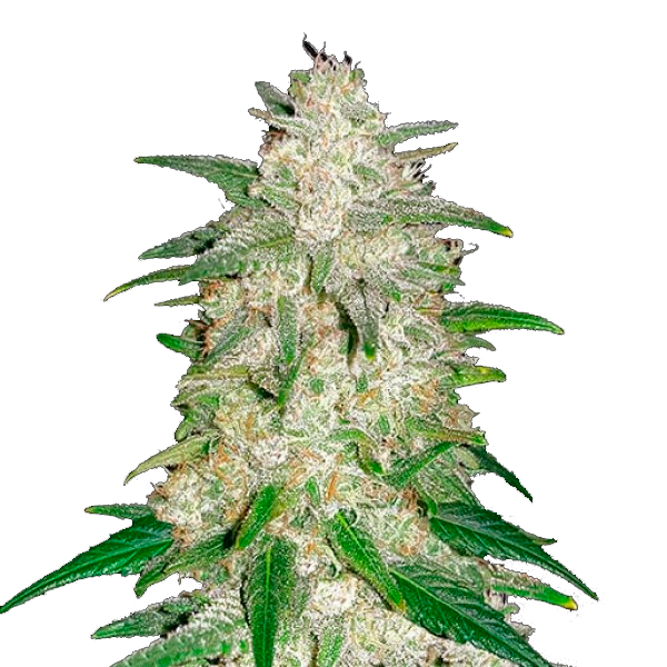 Gelato Auto de Fast Buds