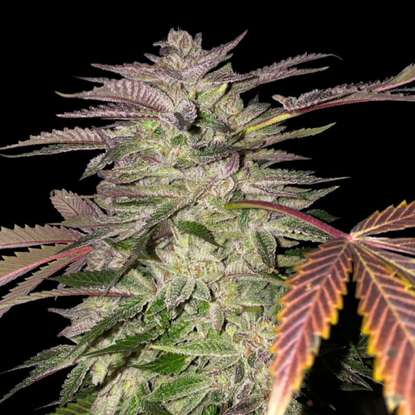 Gelato Cake feminizada de T.h. Seeds