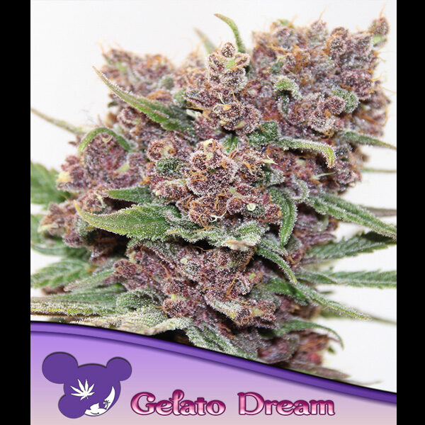 Gelato Dream feminizada de Anesia Seeds