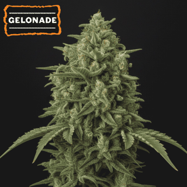 Gelonade feminizada de Seedstockers