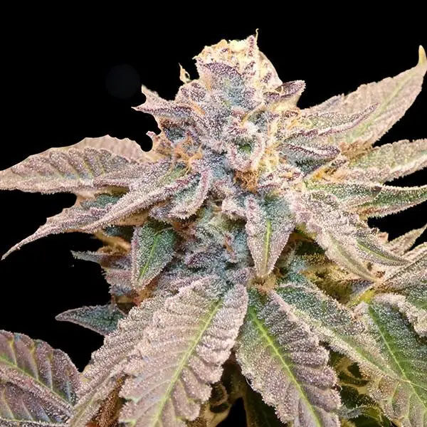 Geriza regular de Bask Triangle Farms