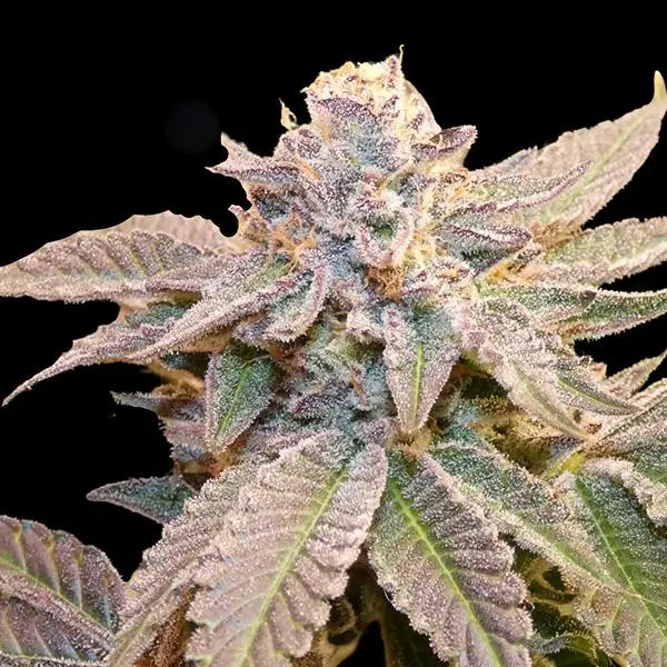 Geriza regular de Bask Triangle Farms