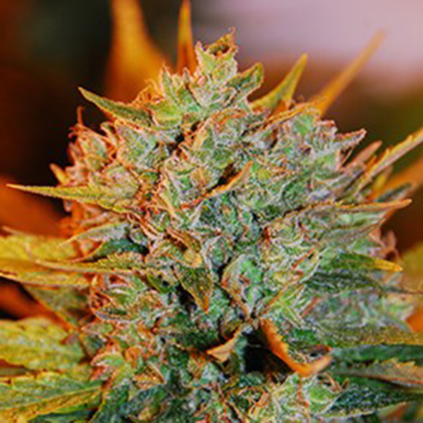Gigabud feminizada de G13 Labs
