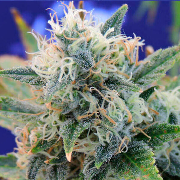 Girl Scout Cookies feminizada de Original Sensible Seeds