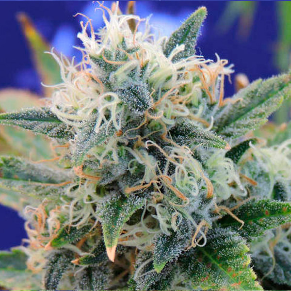 Girl Scout Cookies feminizada de Original Sensible Seeds