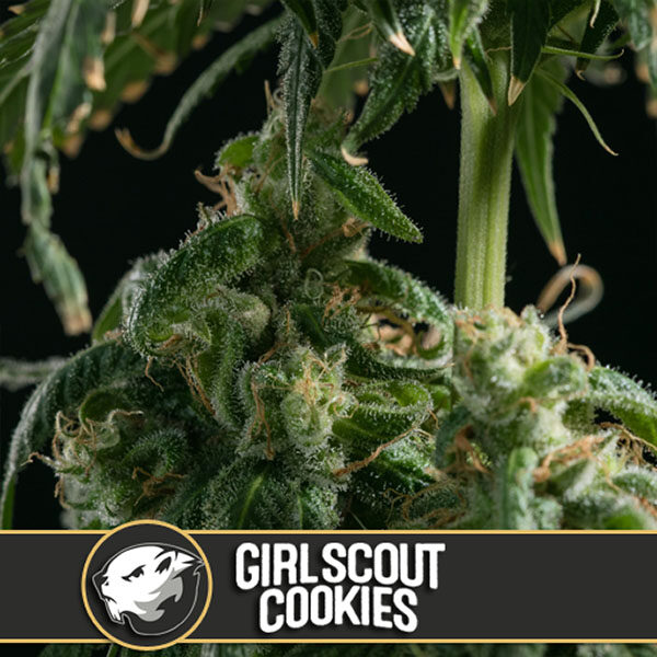 Girl Scout Cookies feminizada de Blimburn Seeds