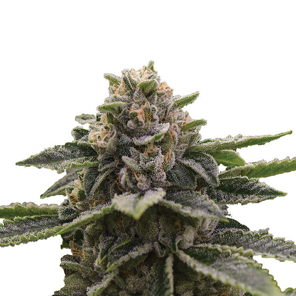 Girl Scout Cookies feminizada de Nirvana