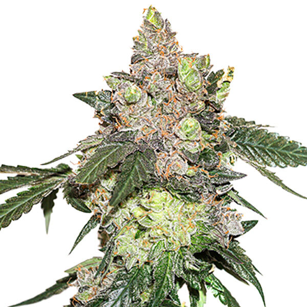 Girl Scout Cookies feminizada de Seedstockers