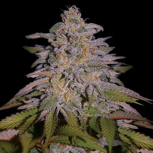 Glazed Gushers feminizada de G13 Labs