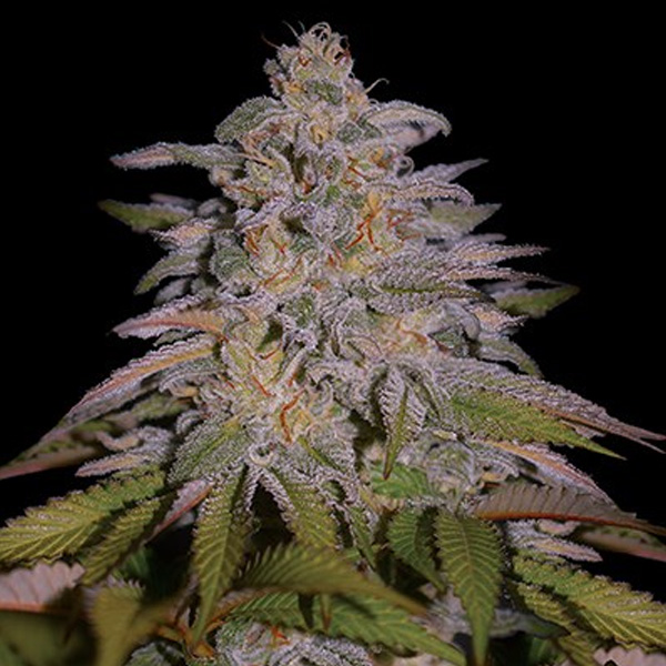 Glazed Gushers feminizada de G13 Labs