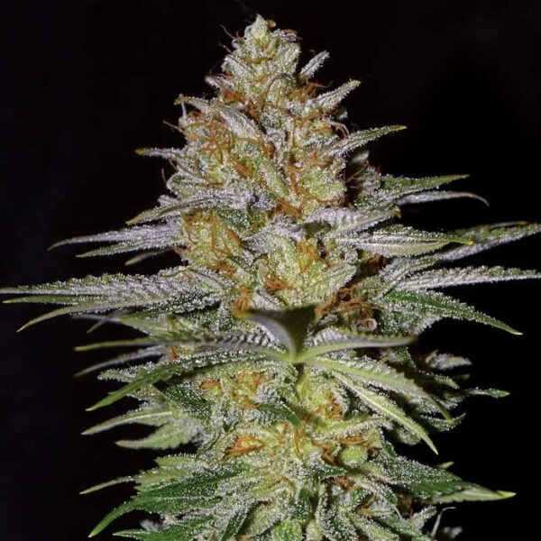 Glitter Bomb feminizada de Empire Seeds Bank