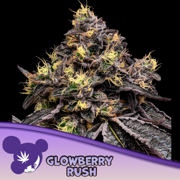 Glowberry Rush feminizada de Anesia Seeds