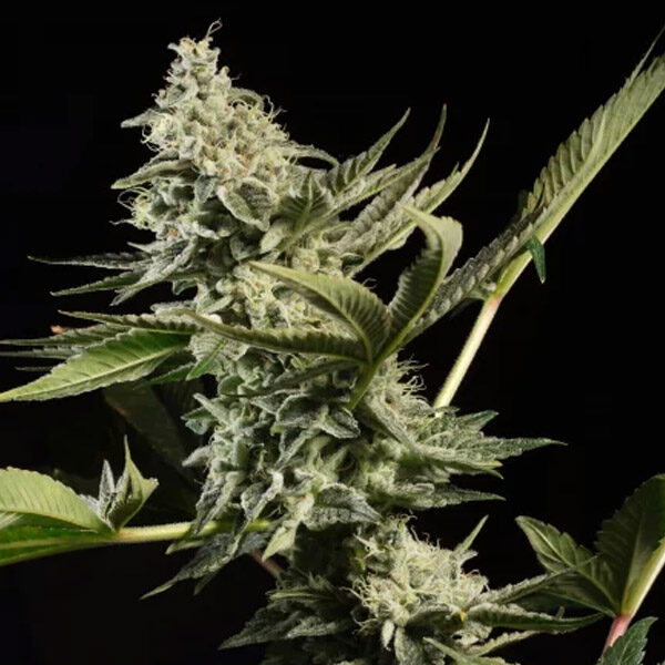 Glowstarz feminizada de Paradise Seeds