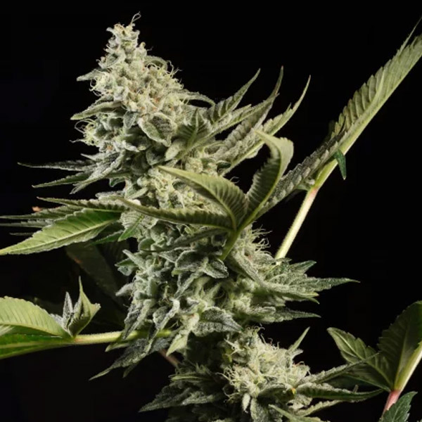Glowstarz feminizada de Paradise Seeds