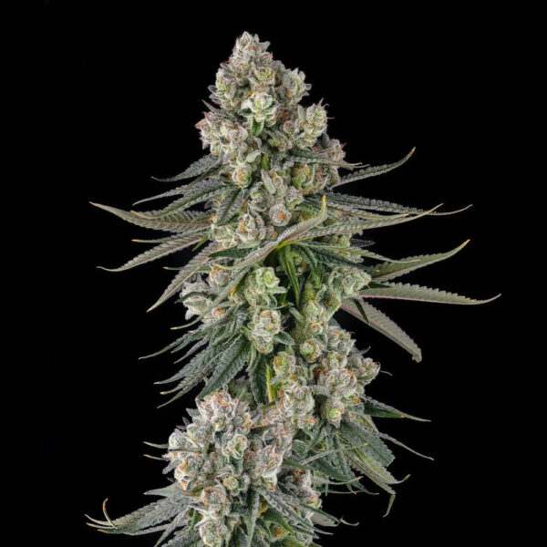Glue Lotus : Gg4 X Mellowz #8 feminizada de Compound Genetics