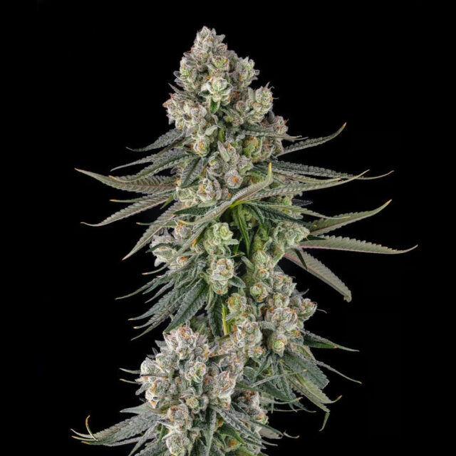 Glue Lotus : Gg4 X Mellowz #8 feminizada de Compound Genetics