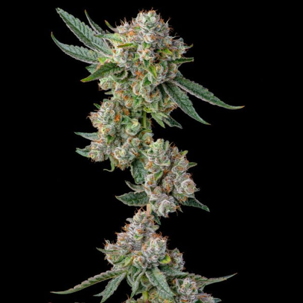 Glue31 : Gg4 X Jokerz feminizada de Compound Genetics