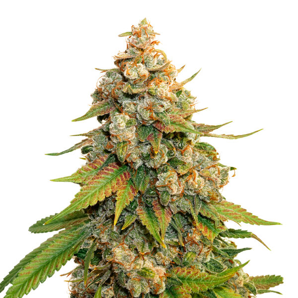 Golden Lemon Haze feminizada de Seedstockers