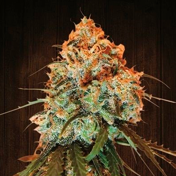 Golden Tiger feminizada de Ace Seeds