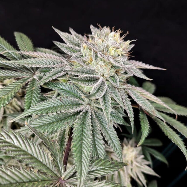 Golden Truffle feminizada de Pure Instinto
