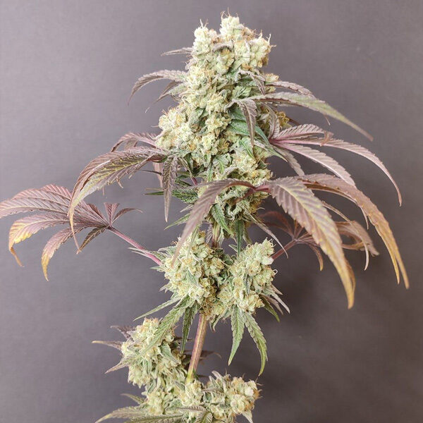 Gorgon feminizada de Seeds Of Anarchy