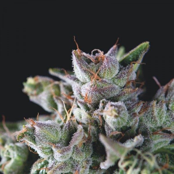 Gorila feminizada de Pyramid Seeds