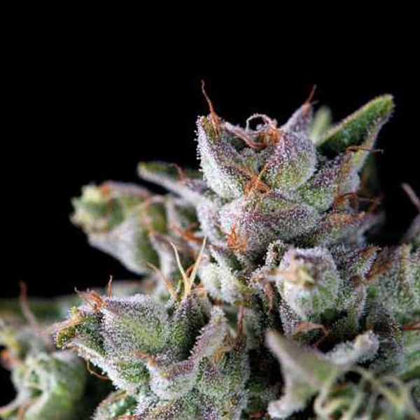 Gorila regular de Pyramid Seeds