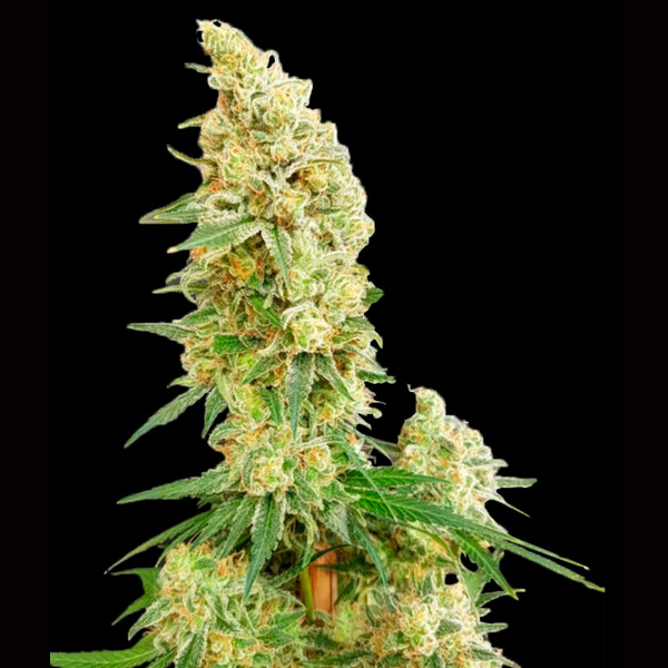 Gorilla Banana feminizada de Expert Seeds