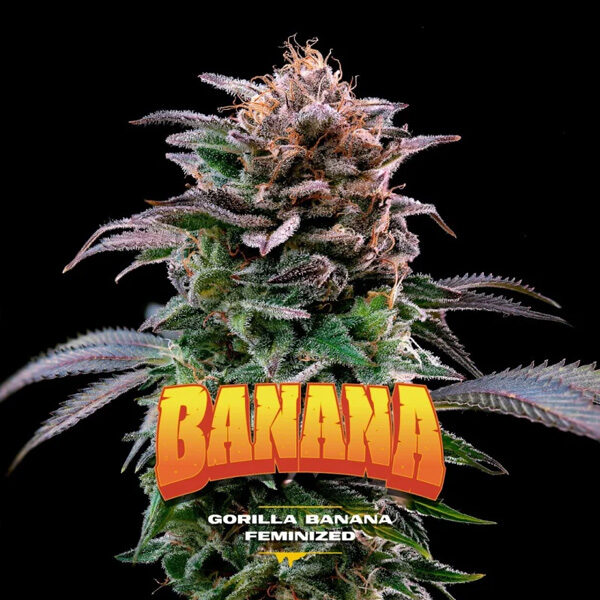 Gorilla Banana feminizada de Bsf Seeds