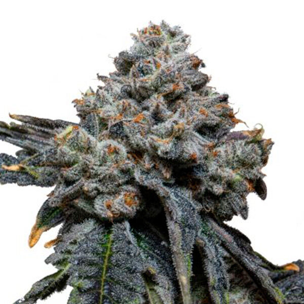Gorilla Cheese feminizada de Expert Seeds