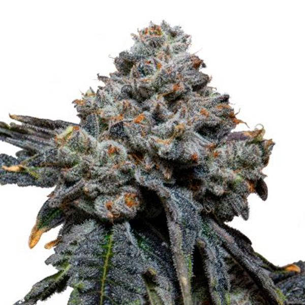 Gorilla Cheese feminizada de Expert Seeds