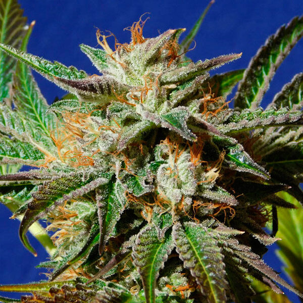 Gorilla Cookies feminizada de Original Sensible Seeds