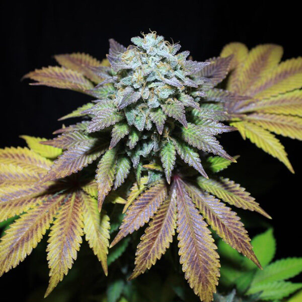 Gorilla Cookies feminizada de Pure Instinto