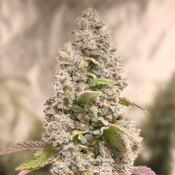 Gorilla Cookies Fast feminizada de High Speed Buds