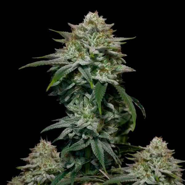 Gorilla Cookies Fast Flowering feminizada de Fast Buds
