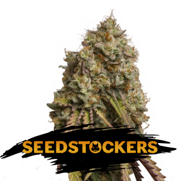 Gorilla Cookies feminizada de Seedstockers