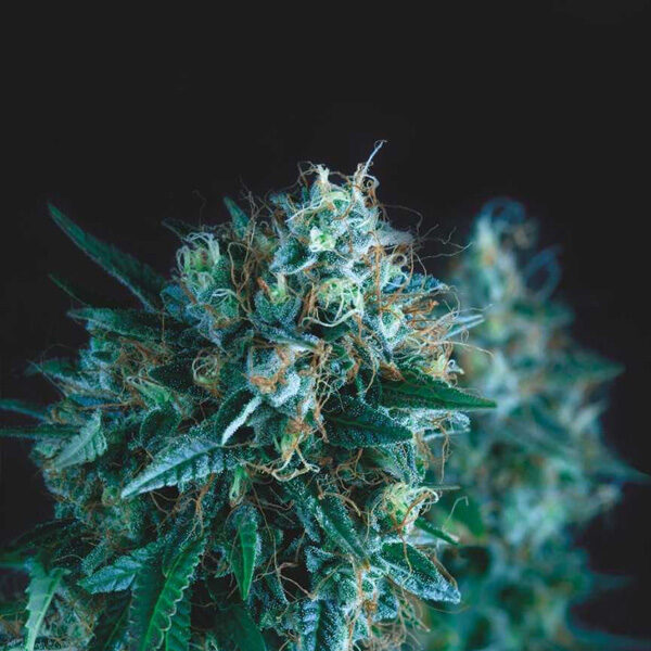 Gorilla Fast feminizada de Pyramid Seeds