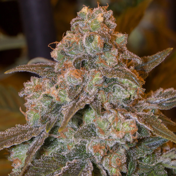 Gorilla Frost feminizada de Silent Seeds