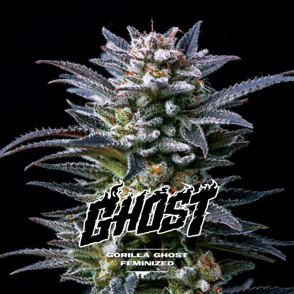 Gorilla Ghost feminizada de Bsf Seeds