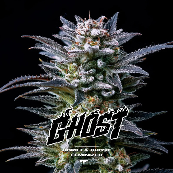 Gorilla Ghost feminizada de Bsf Seeds