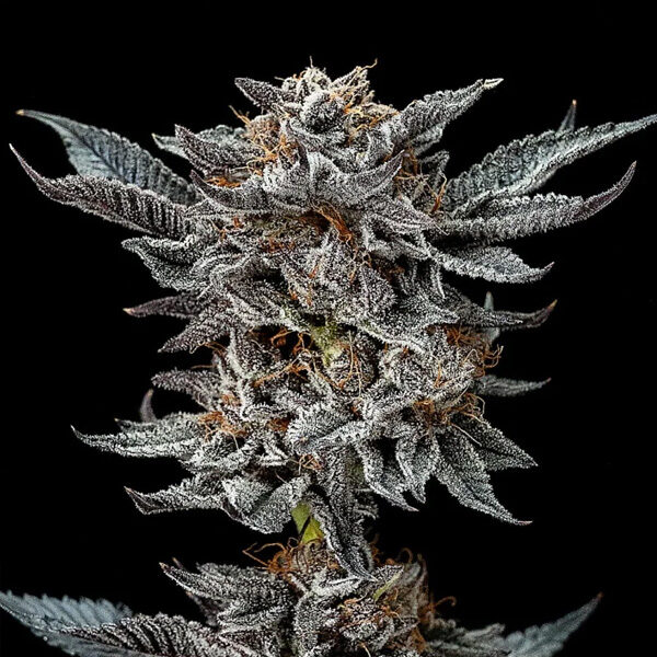 Gorilla Glue feminizada de Bsf Seeds