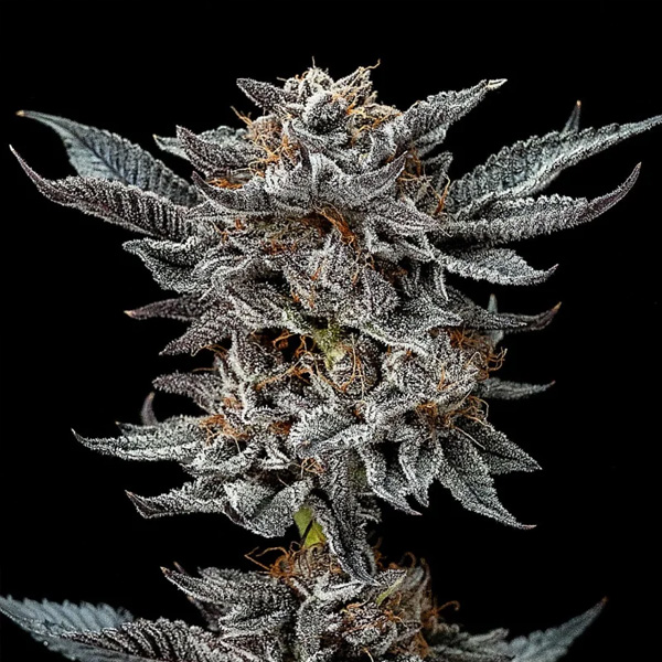 Gorilla Glue feminizada de Bsf Seeds