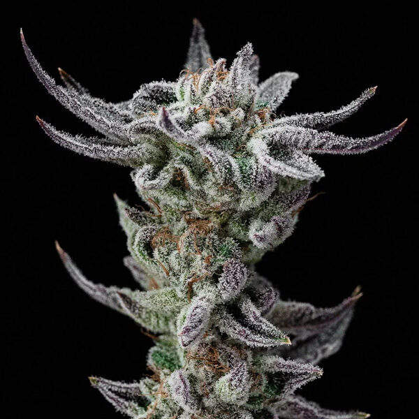 Gorilla Glue Faster feminizada de Bsf Seeds