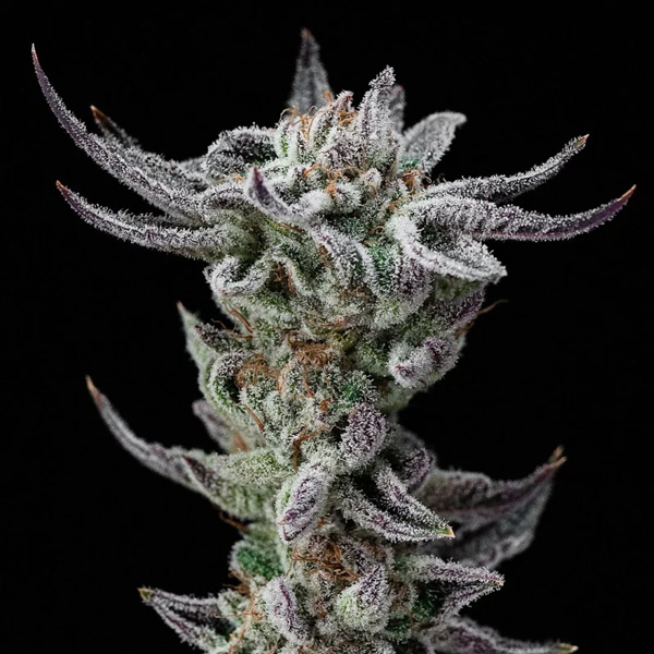Gorilla Glue Faster feminizada de Bsf Seeds